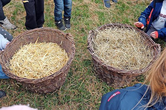 Erstklässler aus Ebermannstadt untersuchen die Eigenschaften von Heu und Stroh.