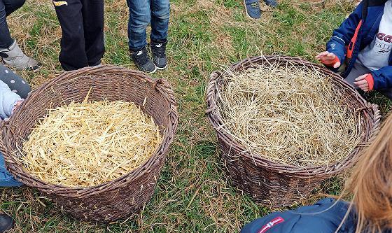 Erstklässler aus Ebermannstadt untersuchen die Eigenschaften von Heu und Stroh.