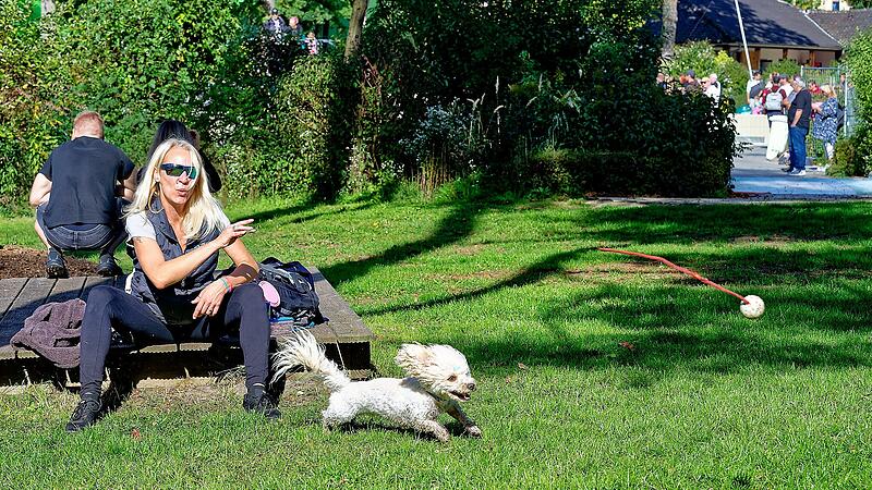 Hundebadetag im Stadionbad Bamberg 2026