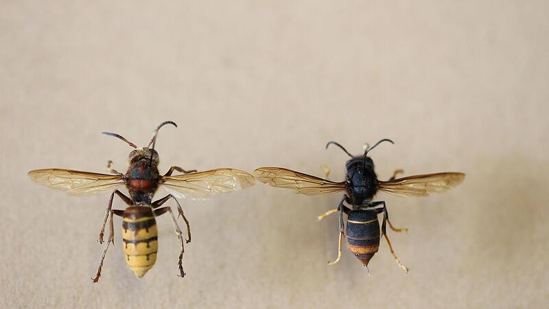 Im Vergleich: Die heimische Europäische Hornisse (links) und die Asiatische Hornisse (rechts).