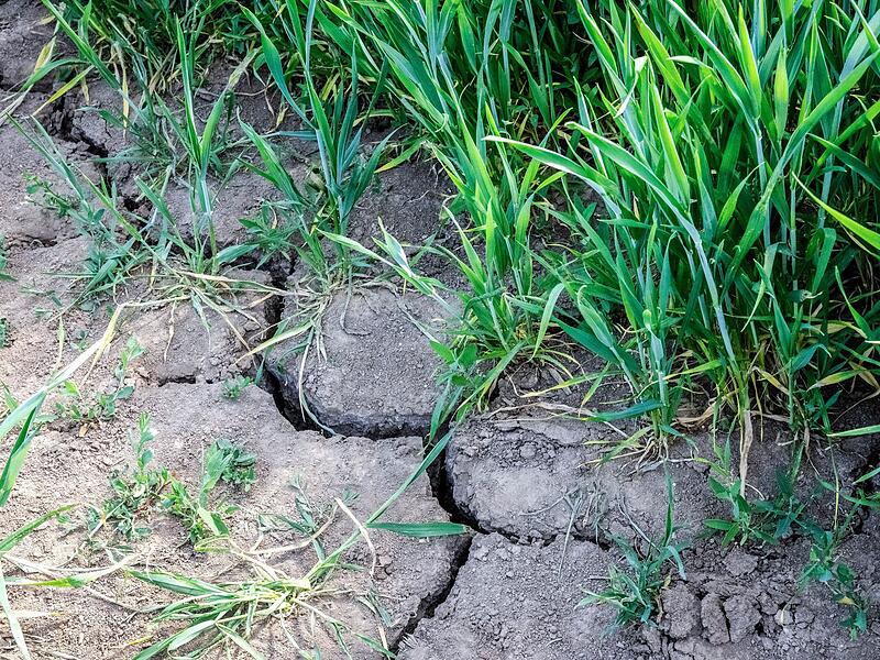 Risse im trockenen Boden eines Feldes