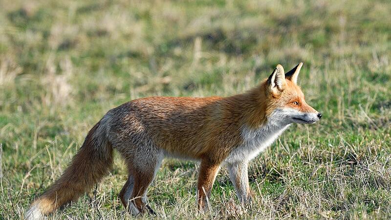 Der Fuchs, der in der Schliefanlage in Kasendorf &uuml;ber viele Jahre untergebracht war, zieht wohl in K&uuml;rze um.