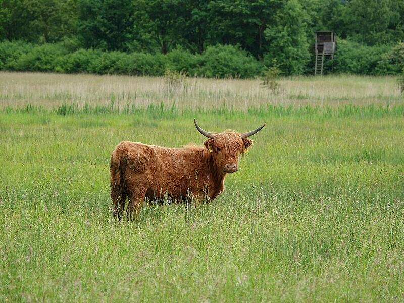 Hochlandrinder in den Glender Wiesen in Coburg