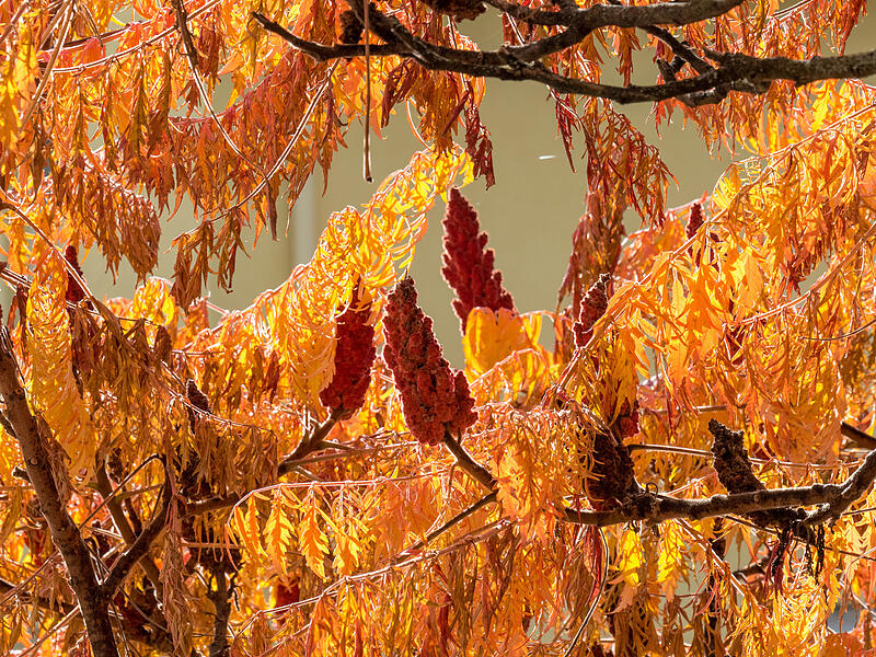 Ein Essigbaum in Garitz: „Vor gut 400 Jahren wurde der Hirschkolbensumach, wie er auch genannt wird, aus Nordamerika zu uns gebracht.“