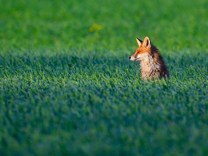 Fuchs Fuchs