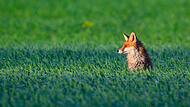 Fuchs
