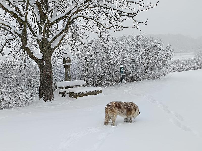 &Uuml;ber Nacht hat der Schnee die Region in eine glitzende Winterlandschaft verwandelt. Stra&szlig;en, D&auml;cher und B&auml;ume liegen unter einer dicken wei&szlig;en Decke. Unsere Bildergalerie zeigt die sch&ouml;nsten Eindr&uuml;cke.