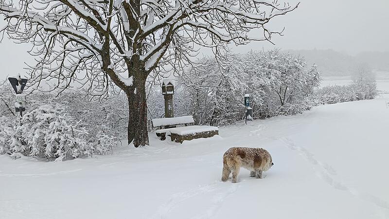 &Uuml;ber Nacht hat der Schnee die Region in eine glitzende Winterlandschaft verwandelt. Stra&szlig;en, D&auml;cher und B&auml;ume liegen unter einer dicken wei&szlig;en Decke. Unsere Bildergalerie zeigt die sch&ouml;nsten Eindr&uuml;cke.