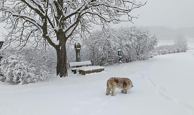 Schnee ForchheimSchulfrei Schnee Januar 2026 Über Nacht hat der Schnee die Region in eine glitzende Winterlandschaft verwandelt. Straßen, Dächer und Bäume liegen unter einer dicken weißen Decke. Unsere Bildergalerie zeigt die schönsten Eindrücke.