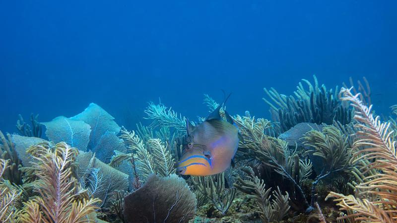 Unterwasserwelt Dominikanische Republik