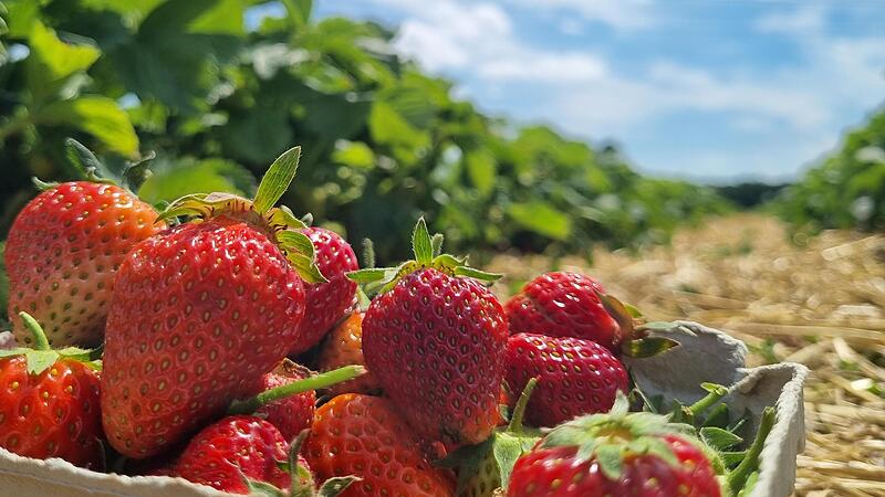 Sommer in einem Bild.  Frische gepflückte Erdbeeren vom Feld schmecken einfach am Besten.