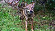 Junger Wolf