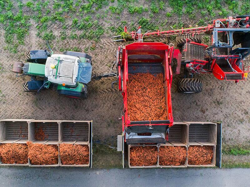 Ernte von Bio-M&ouml;hren