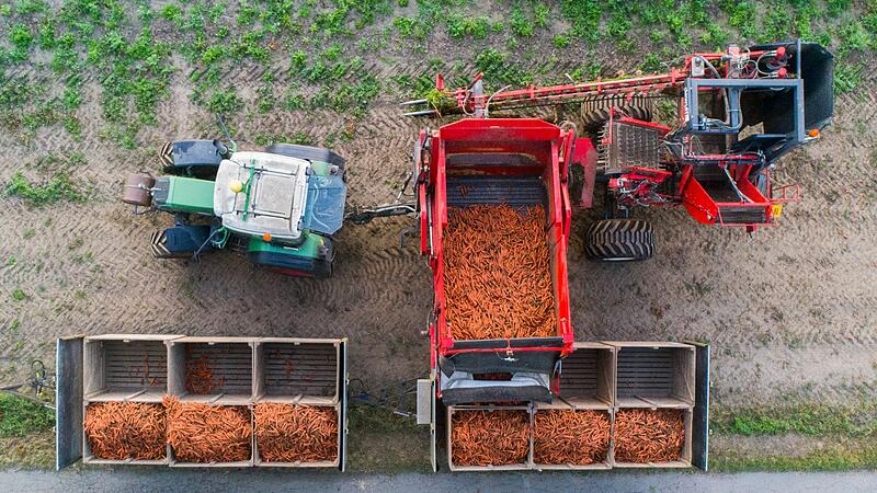 Ernte von Bio-M&ouml;hren