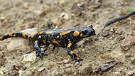 Der Feuersalamander ist im Landkreis Forchheim in geeigneten Lebensr&auml;umen noch regelm&auml;&szlig;ig anzutreffen.Forchheim & Fr&auml;nkische Schweiz