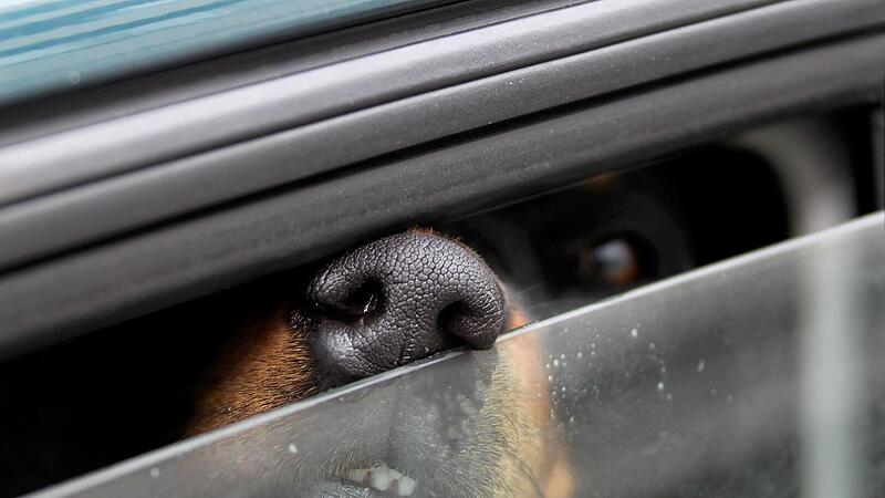 Ein Hund steckt in einem Auto seine Nase durch einen Spalt. Ein Hund steckt in einem Auto seine Nase durch einen Spalt.
