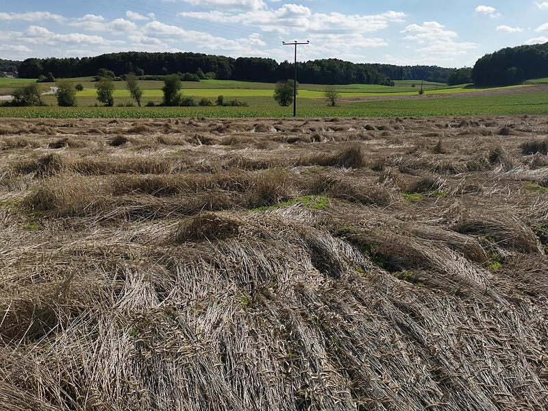 &Uuml;berall im Roggenfeld befinden sich gr&uuml;ne Inseln.Forchheim & Fr&auml;nkische Schweiz
