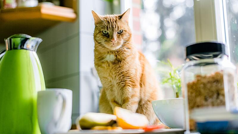 N&auml;chste Aufmerksamkeitsstufe