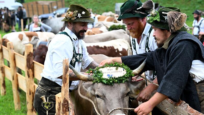 Kuhschellen-Rekordversuch im Allgäu Kuhschellen-Rekordversuch im Allgäu