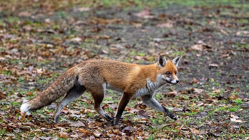 Fuchs Fuchs