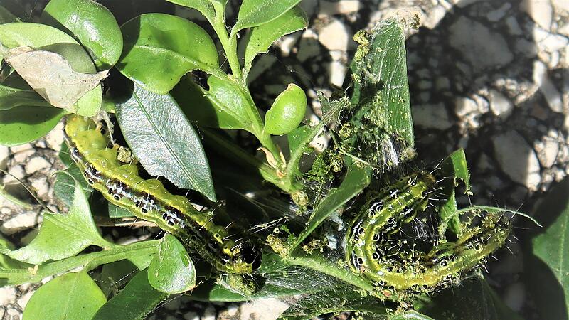 Buchsbaumz&uuml;nsler