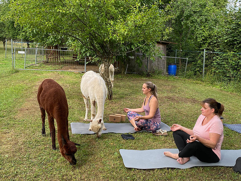 Entspannung pur – Yoga mit Alpakas in Hundshaupten