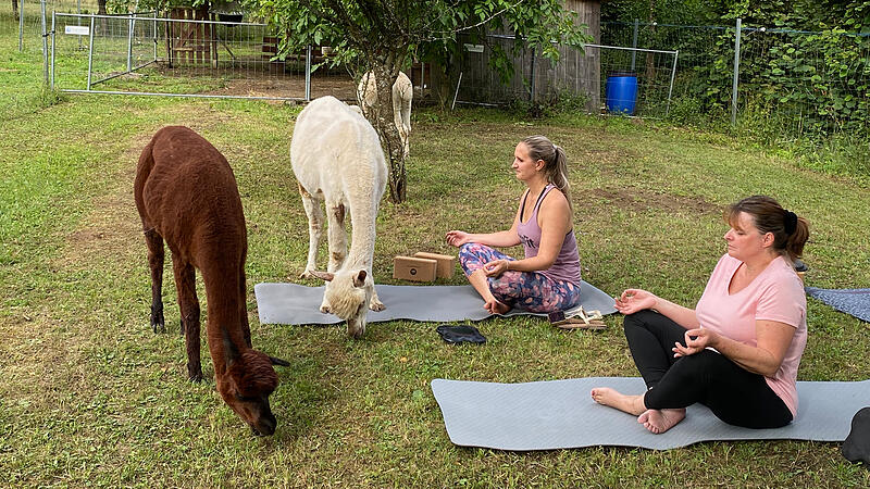 Entspannung pur – Yoga mit Alpakas in Hundshaupten