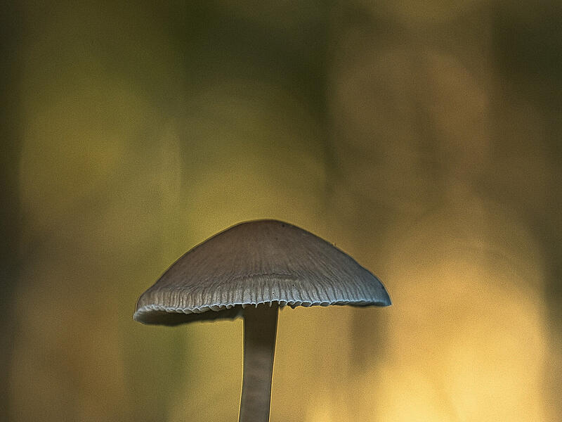 Foto "Gut beschirmt"