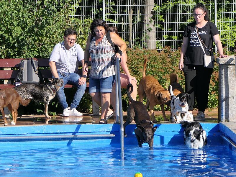 Großer Andrang herrschte beim Hundeschwimmen an den Becken des Eltmanner Freibades.