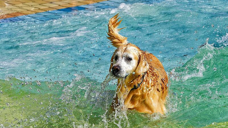 Hundebadetag im Stadionbad Bamberg 2026