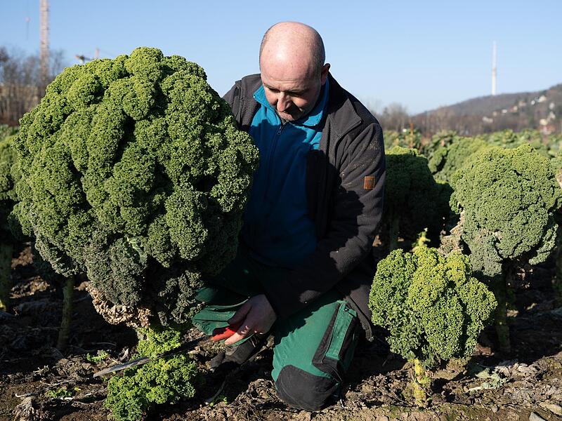 Landwirt Robert Rüdiger hockt während der Ernte von Grünkohl auf einem Feld. Der Protest der Bauern gegen das Mercosur-Abkommen ist getrieben von Existenzängsten. Landwirt Robert Rüdiger hockt während der Ernte von Grünkohl auf einem Feld. Der Protest der Bauern gegen das Mercosur-Abkommen ist getrieben von Existenzängsten.