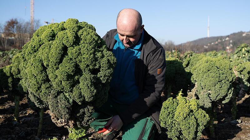 Landwirt Robert Rüdiger hockt während der Ernte von Grünkohl auf einem Feld. Der Protest der Bauern gegen das Mercosur-Abkommen ist getrieben von Existenzängsten. Landwirt Robert Rüdiger hockt während der Ernte von Grünkohl auf einem Feld. Der Protest der Bauern gegen das Mercosur-Abkommen ist getrieben von Existenzängsten.