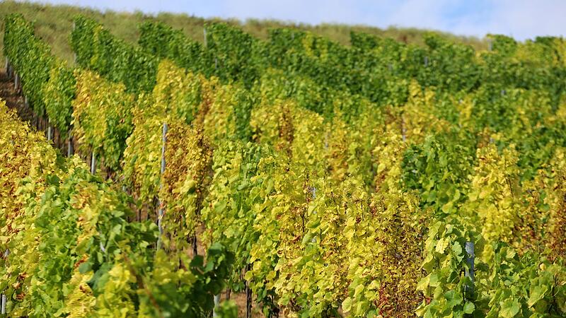 Trockenheit im Weinberg