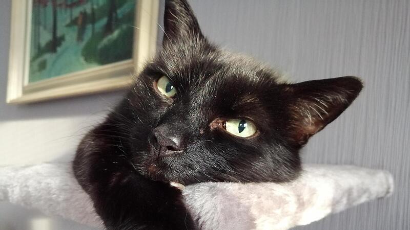 Der fiese Nachbarkater…als ob er kein Wässerchen trüben könnte.