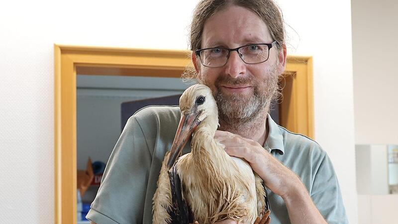 Christian Fenn hält den Jungstorch fest, während die Tierärztin das Tier untersucht. Christian Fenn hält den Jungstorch fest, während die Tierärztin das Tier untersucht.