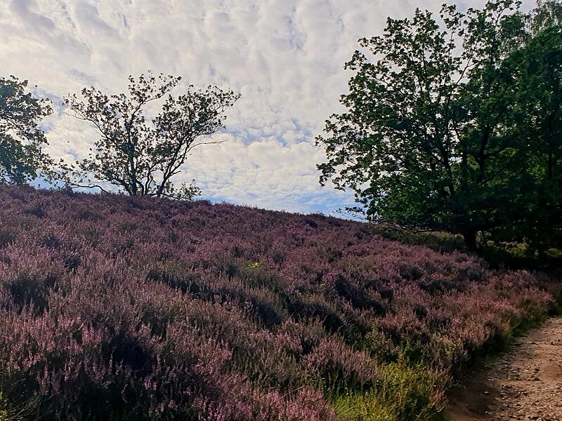 Die  Heide blüht.