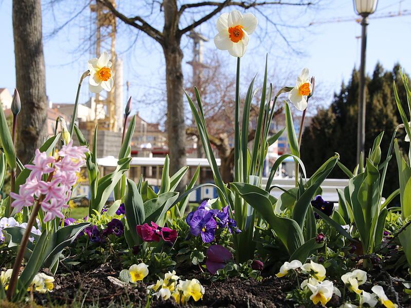 Hornveilchen, Stiefmütterchen und Osterglocken im KurgartenFrühlingsblumen in Bad Kissingen Hornveilchen, Stiefmütterchen und Osterglocken im Kurgarten