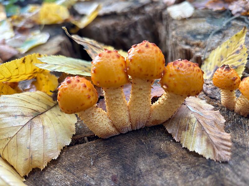 Im Neuwirtshäuser Forst wächst der „Goldfellschüppling“.