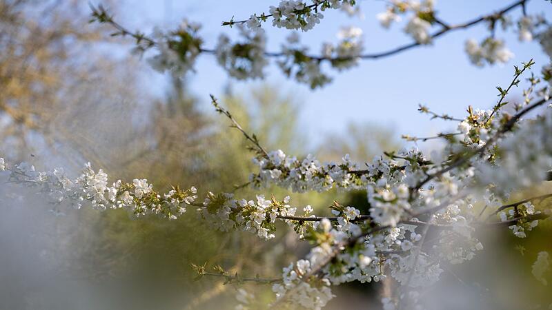 Kirschbl&uuml;te in Franken