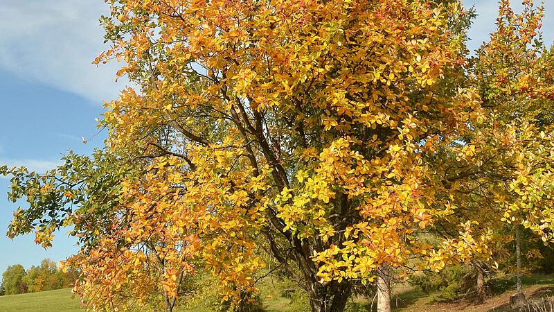 Baum des Jahres 2024 Echte Mehlbeere