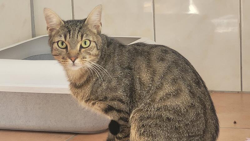 Kater Hugo Tierheim Kulmbach