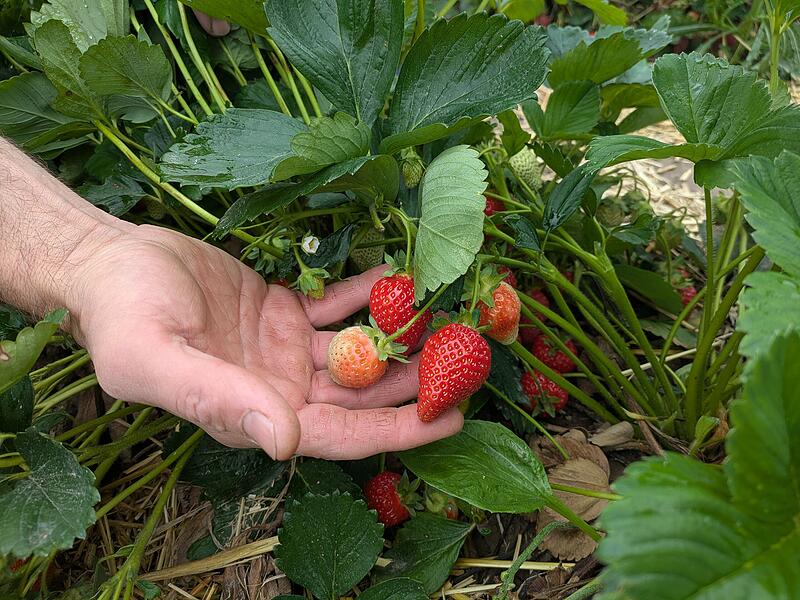 Erdbeeren Schaufler