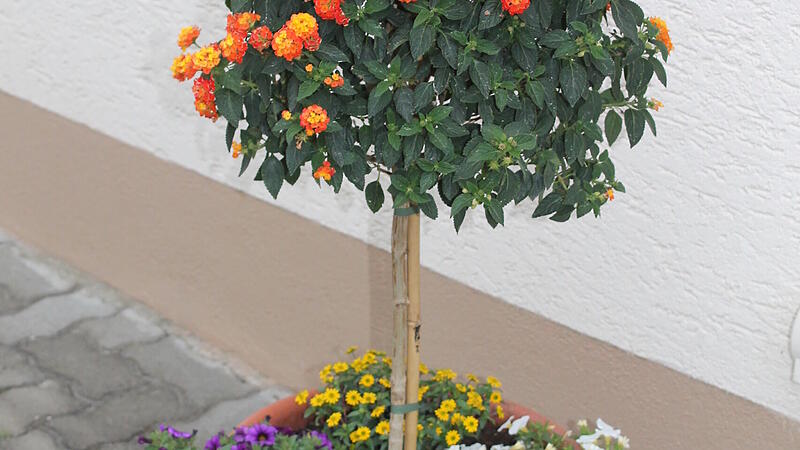 Wandelröschen