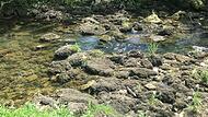 Ein Wiesent-Arm ohne Wasserzulauf: Bilder wie dieses aus dem Sommer 2020 sind den Bewohnern entlang der Wiesent heuer erspart geblieben.Forchheim & Fränkische Schweiz