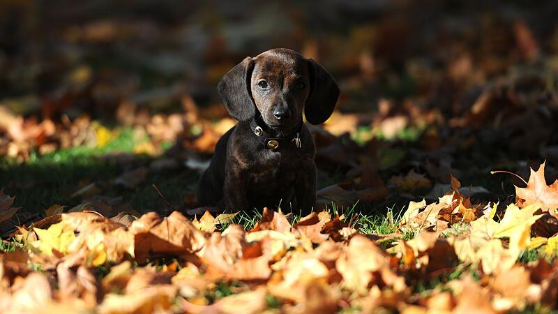 Besonders bei Welpen ist Vorsicht geboten Besonders bei Welpen ist Vorsicht geboten