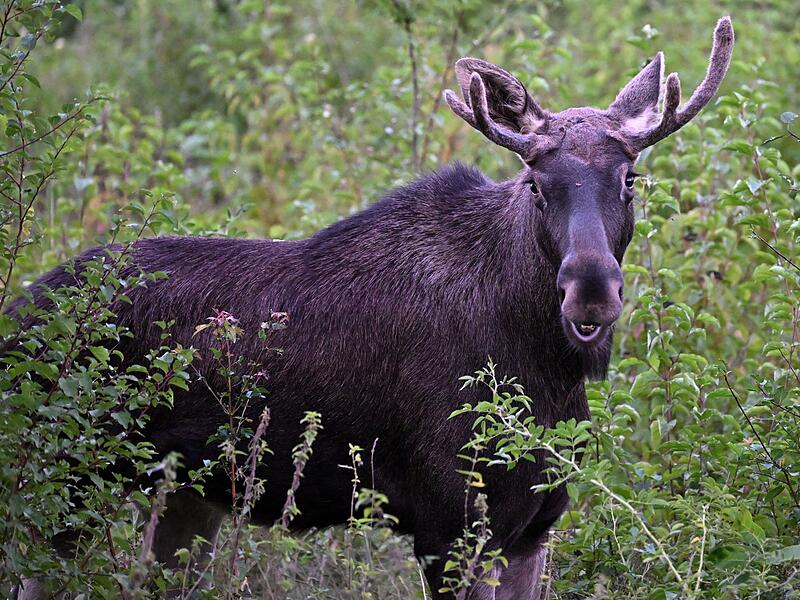 Junge Elche gehen auf Wanderschaft