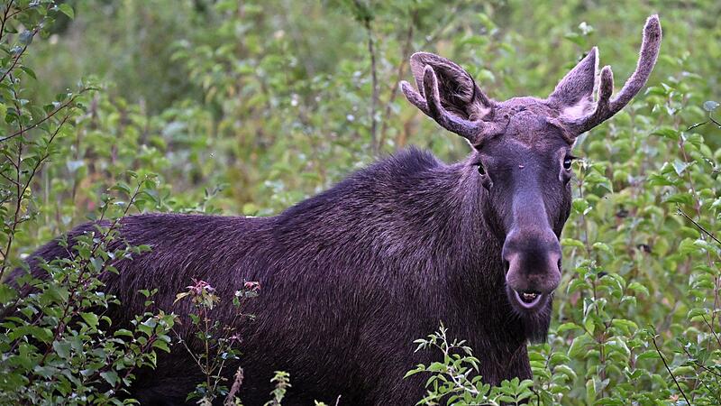 Junge Elche gehen auf Wanderschaft