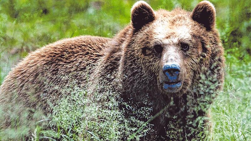 In Norditalien werden sowohl Bären als auch Wölfe zunehmend als Problem gesehen. In Norditalien werden sowohl Bären als auch Wölfe zunehmend als Problem gesehen.