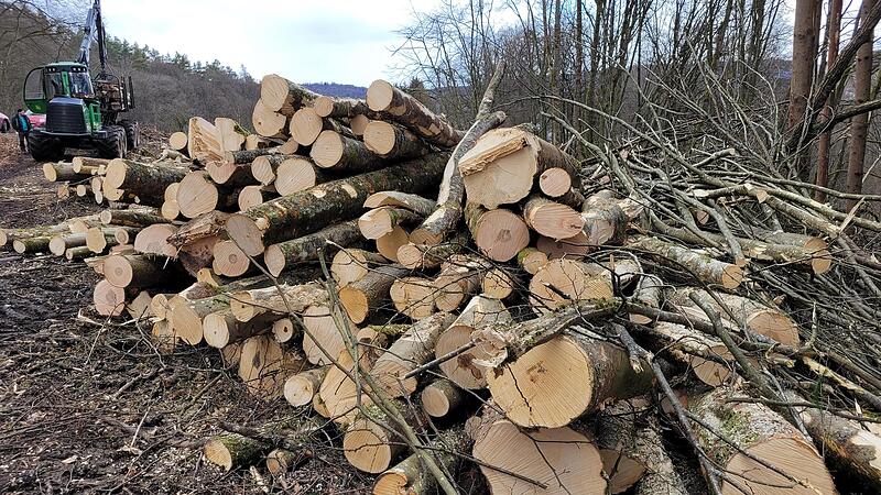 Bei der Rodung f&uuml;r den Ausbau der Staatsstra&szlig;e 2790 am Hammelburger Berg fiel viel potenzielles Brennholz an. Damit k&ouml;nnten Stadt und Forstverwaltung Rupboden &ndash; nach der Trocknung &ndash; das gro&szlig;e Interesse der Bev&ouml;lkerung befriedigen.