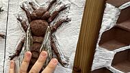 An Bildtafeln k&ouml;nnen Blinde oder stark Sehbehinderte im neuen Pavillon des Bienenzentrums Bad K&ouml;nigshofen die Biene oder auch den Aufbau einer Wabe ertasten.